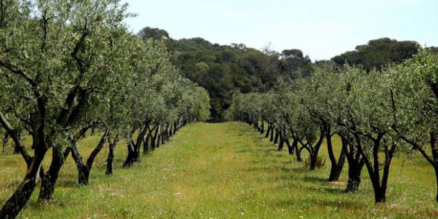 Memo to the High Judicial Council on the Resolution of Land Issues